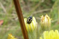 Cryptocephalus vittatus