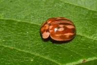 Myzia oblongoguttata