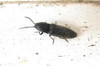 Hemicrepidius
