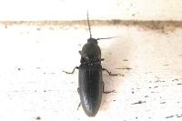 Hemicrepidius