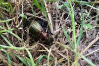 Carabus monilis