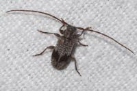 Exocentrus punctipennis