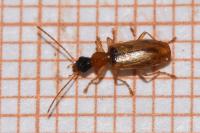 Demetrias atricapillus