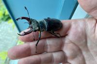 Lucanus cervus