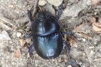 Anoplotrupes stercorosus