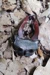Lucanus cervus