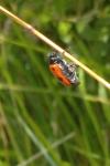 Clytra laeviuscula