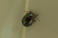 Chrysolina americana