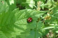 Chrysolina polita