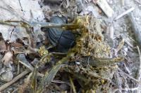 Silpha carinata