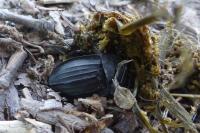 Silpha carinata