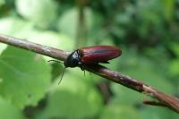 Ampedus sanguinolentus