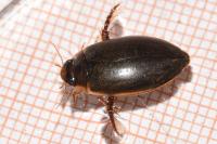 Rhantus suturalis