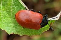 Chrysomela populi