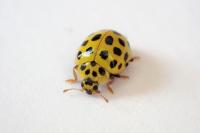 Psyllobora vigintiduopunctata