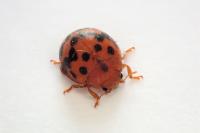 Subcoccinella vigintiquatuorpunctata