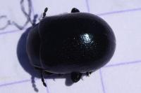 Chrysolina fuliginosa