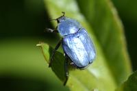 Hoplia coerulea