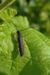 Oberea linearis