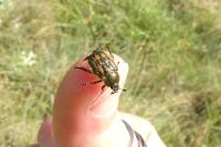Anisoplia villosa