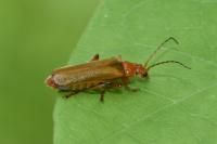 Cantharis