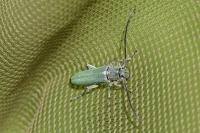 Opsilia coerulescens