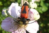Stictoleptura cordigera
