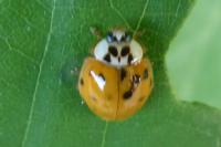 Harmonia axyridis