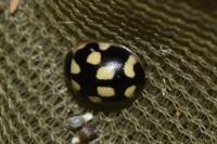 Propylea quatuordecimpunctata
