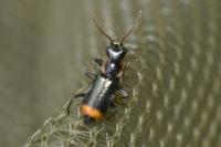 Axinotarsus marginalis