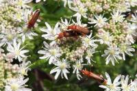 Rhagonycha fulva