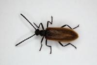 Lagria hirta