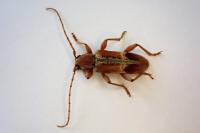 Trichoferus pallidus