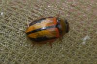 Gonioctena olivacea