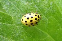 Psyllobora vigintiduopunctata