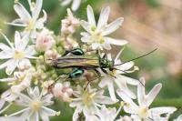 Oedemera nobilis