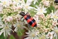 Trichodes apiarius