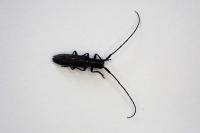 Calamobius filum