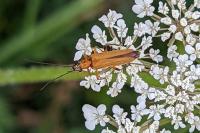 Oedemera podagrariae