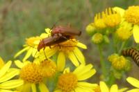 Rhagonycha fulva