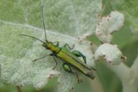 Oedemera nobilis