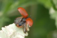 Chrysomela populi