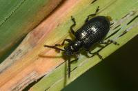 Oulema gallaeciana