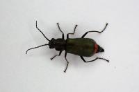 Malachius bipustulatus