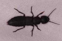 Ocypus