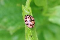 Oenopia conglobata