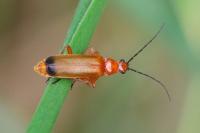 Rhagonycha fulva