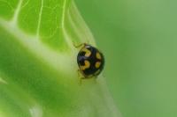 Propylea quatuordecimpunctata