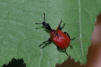 Apoderus coryli