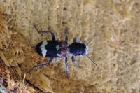 Clerus mutillarius